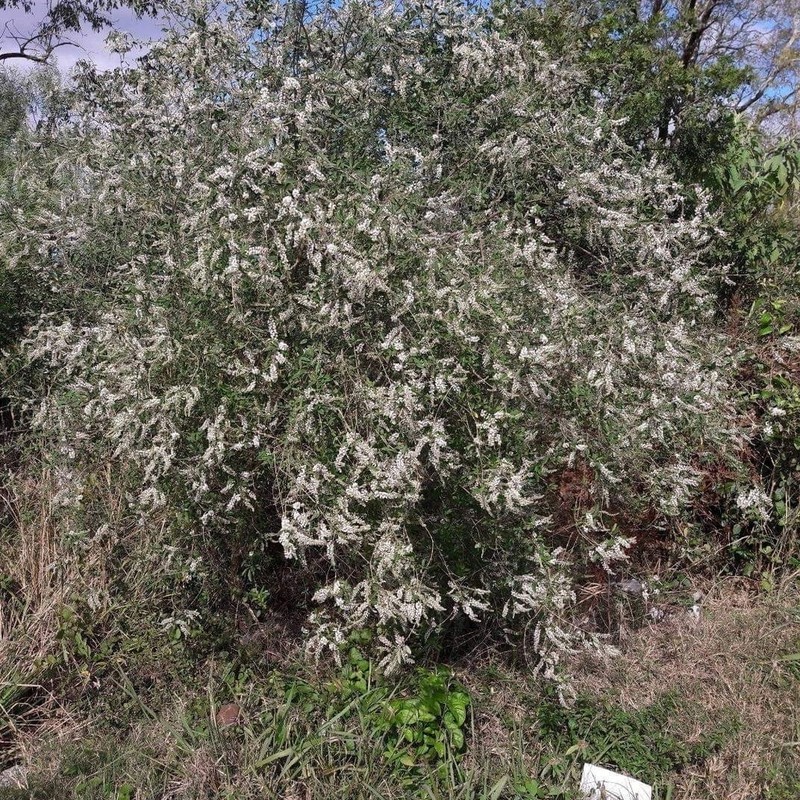 Aloysia pulchra photo 3