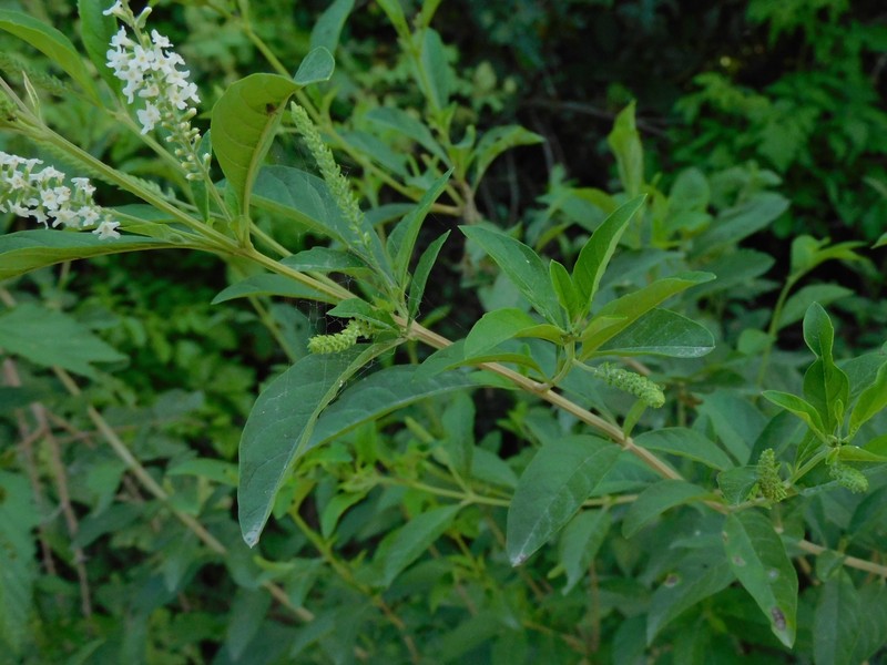 Aloysia pulchra photo 5
