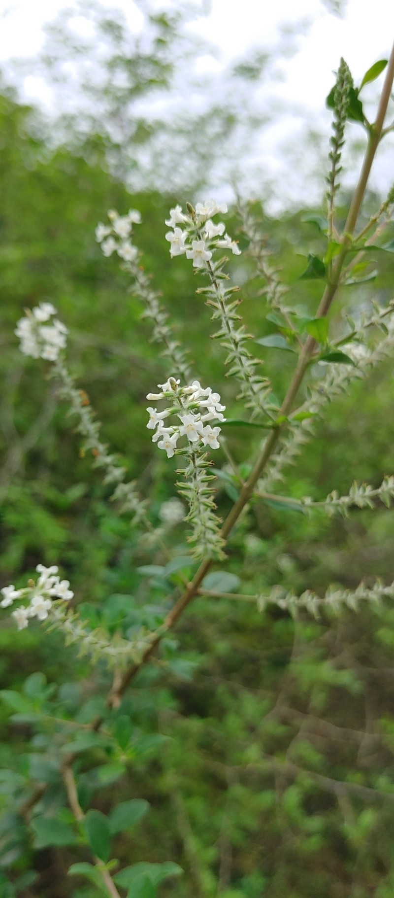 Aloysia pulchra photo 6