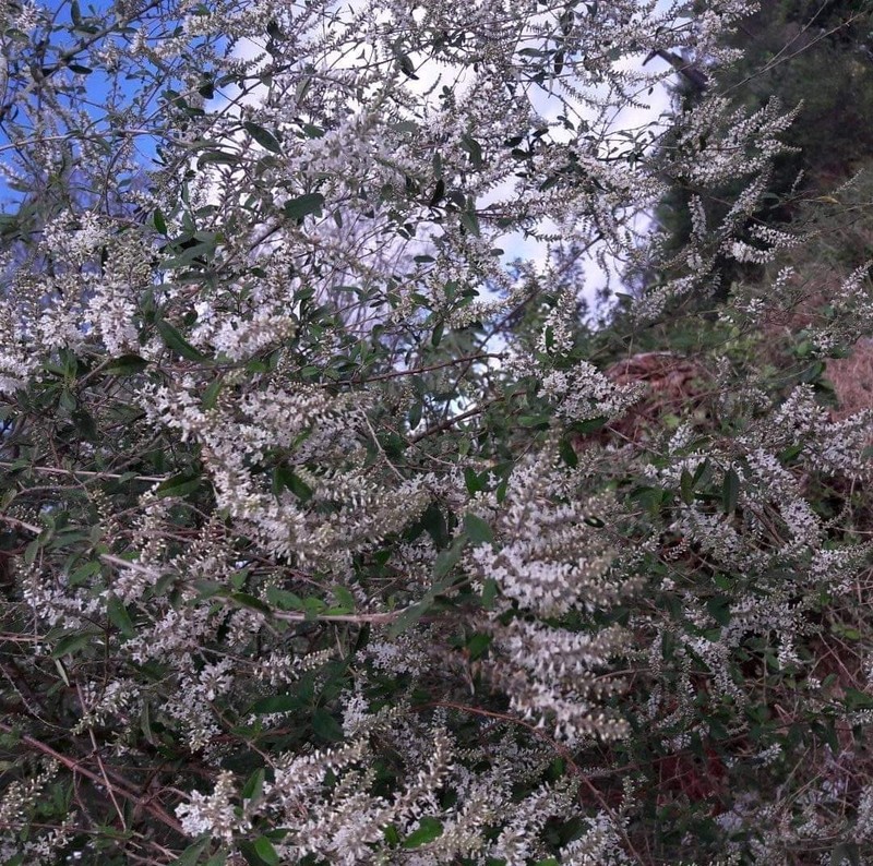 Aloysia pulchra photo 7