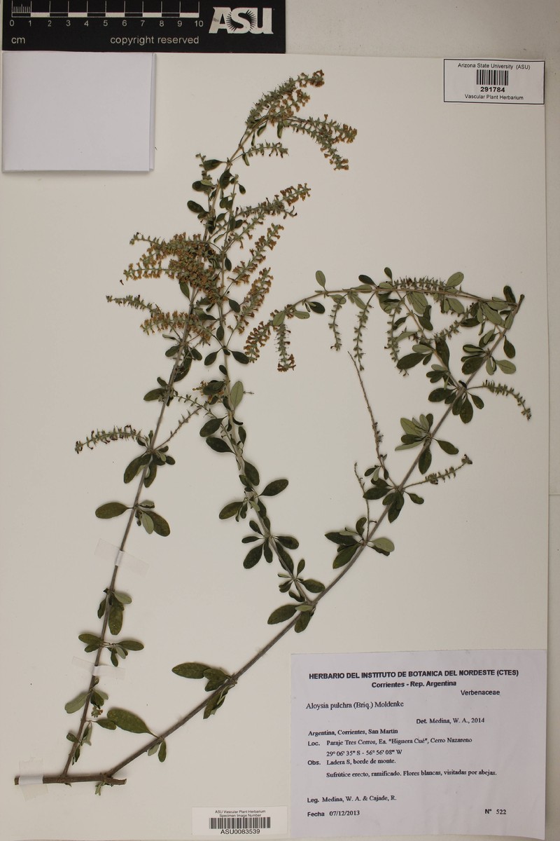 Aloysia pulchra photo 8