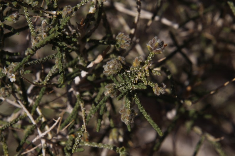 Aloysia riojana