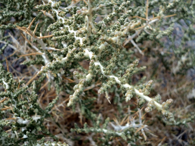 Aloysia riojana photo 2