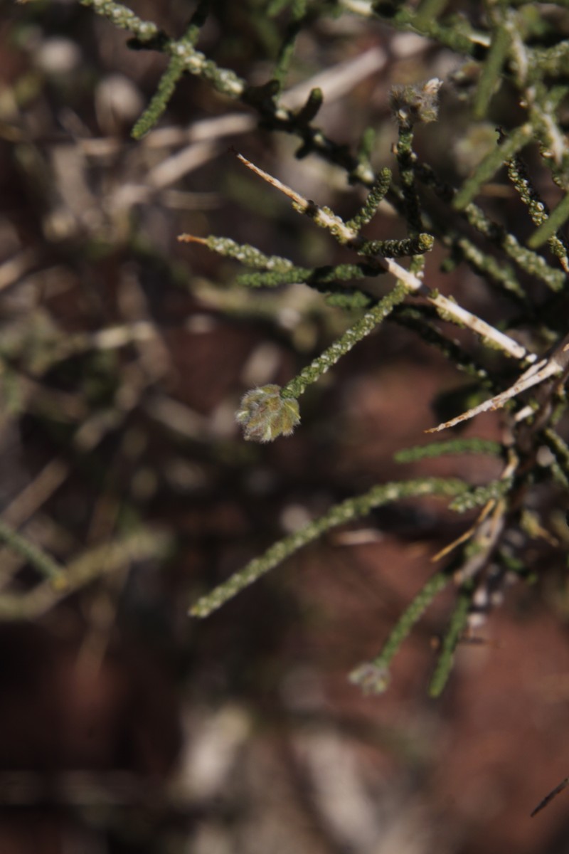 Aloysia riojana photo 3
