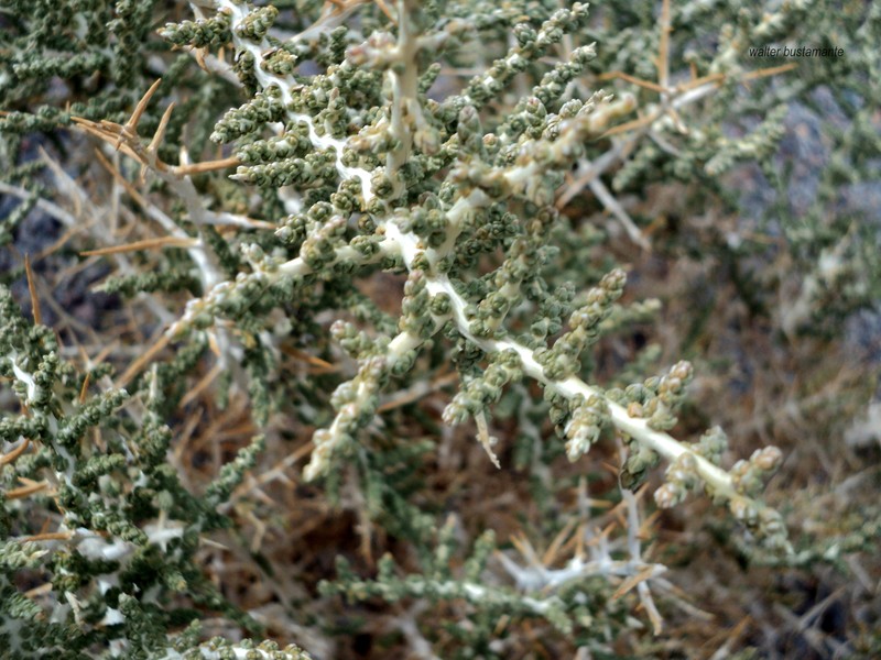 Aloysia riojana photo 4