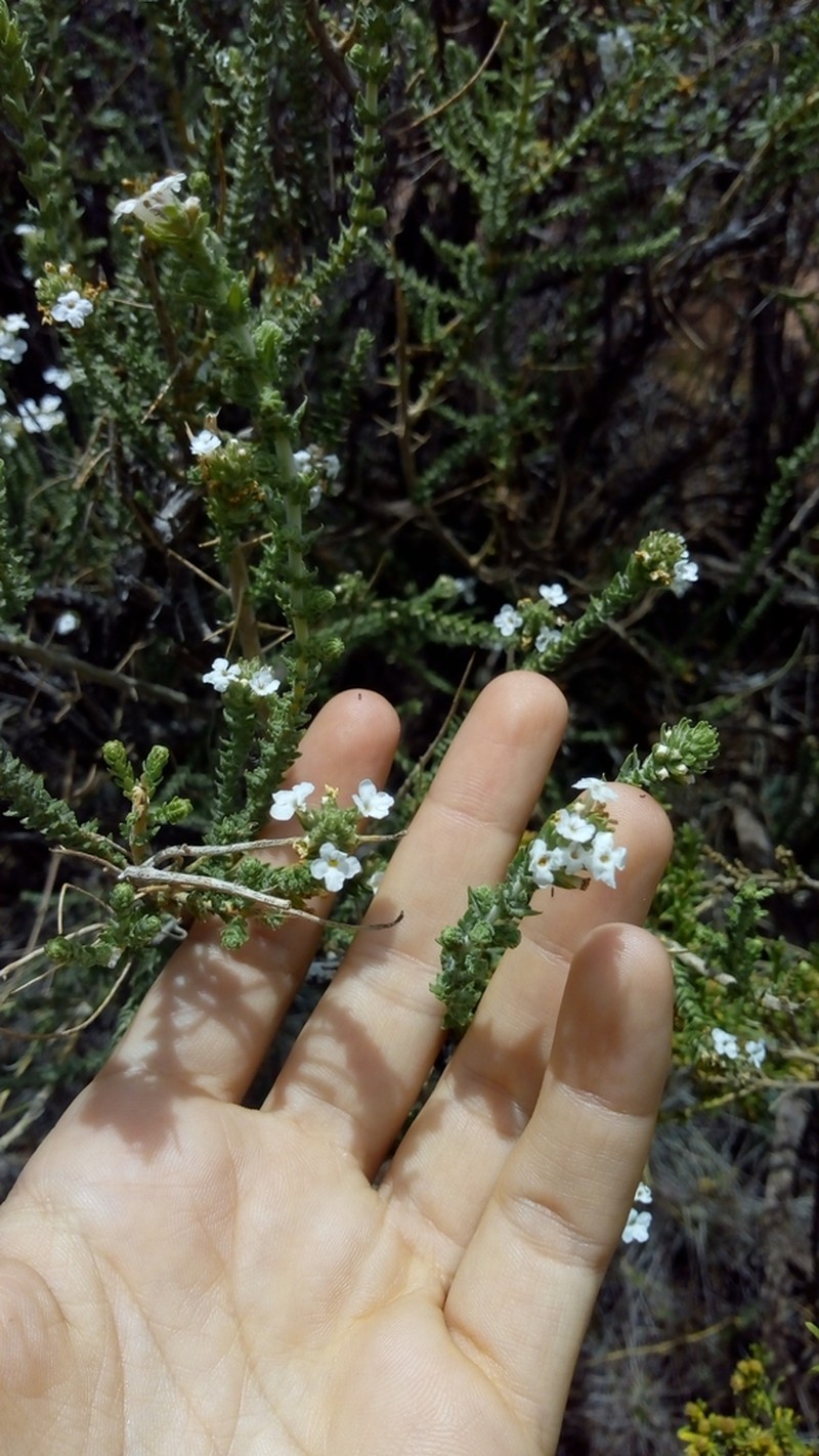Aloysia salsoloides