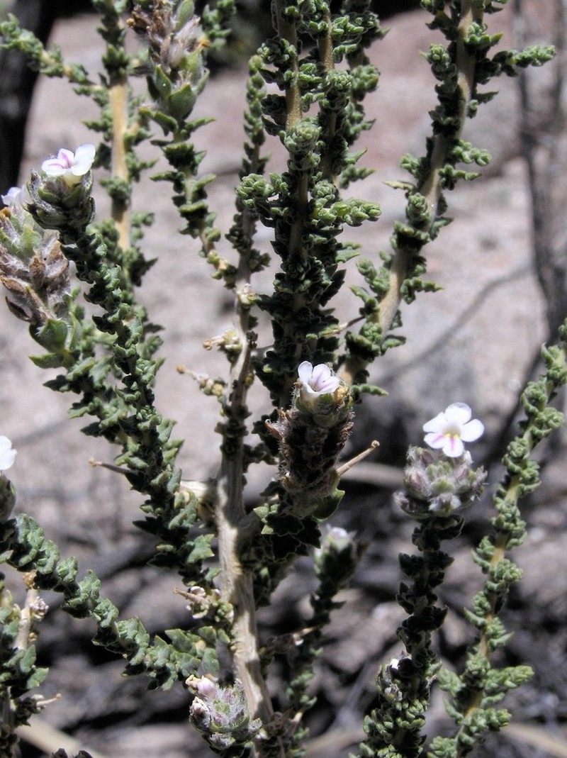 Aloysia salsoloides photo 2