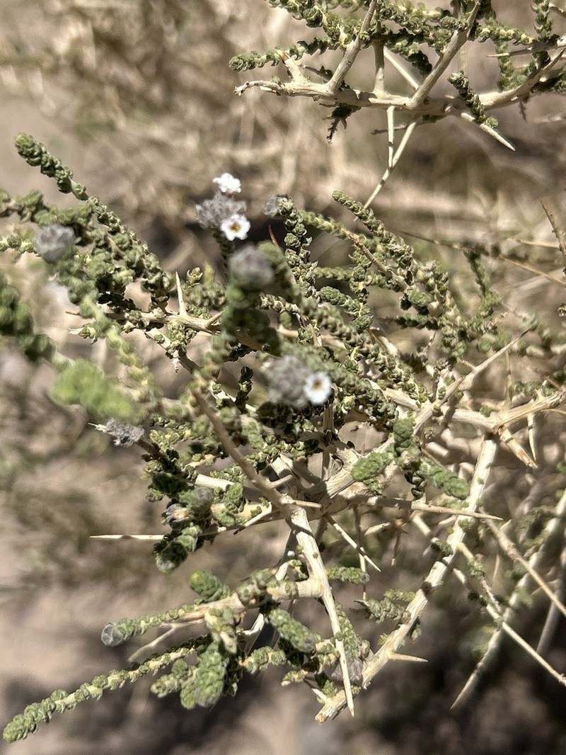 Aloysia salsoloides photo 3