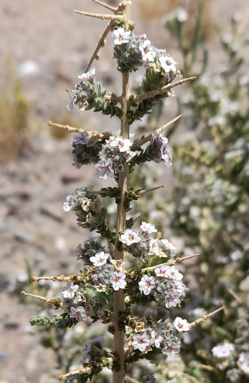 Aloysia salsoloides photo 4