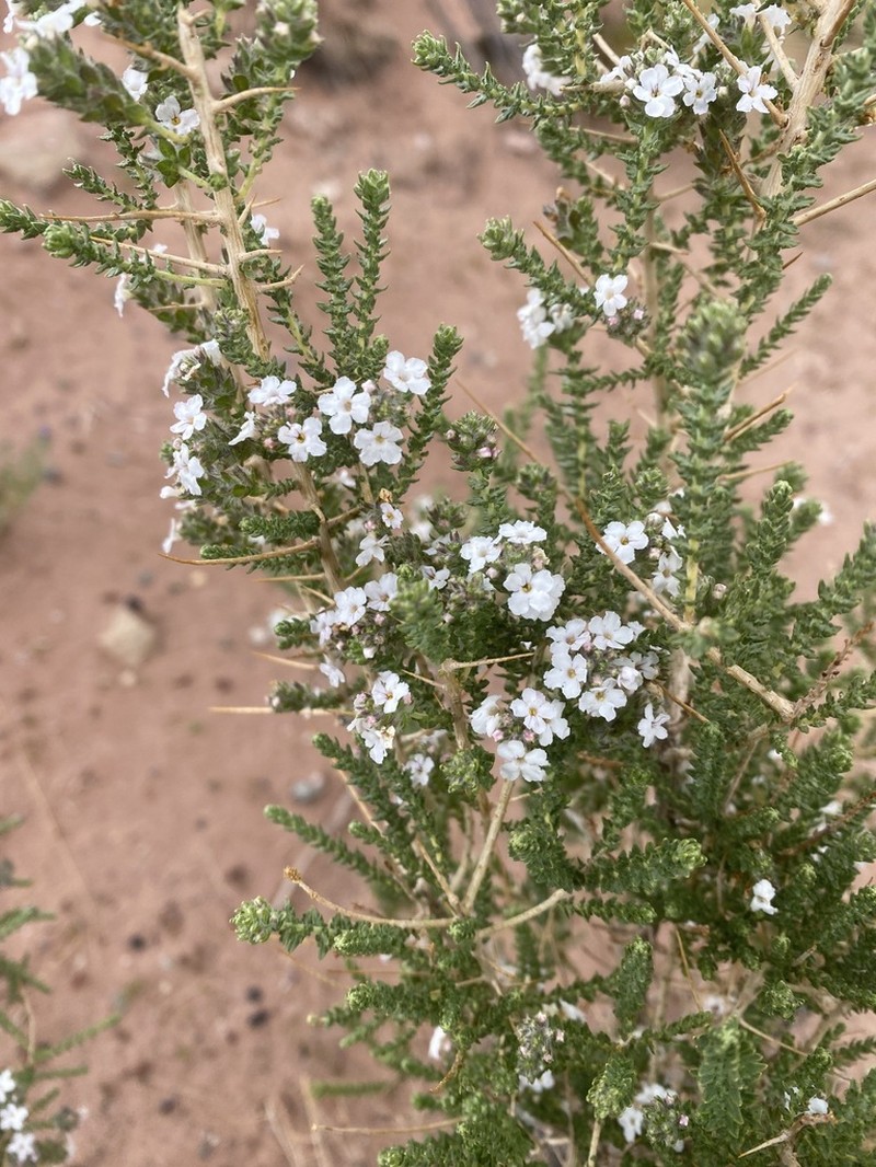 Aloysia salsoloides photo 5