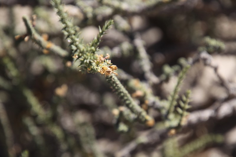 Aloysia salsoloides photo 6