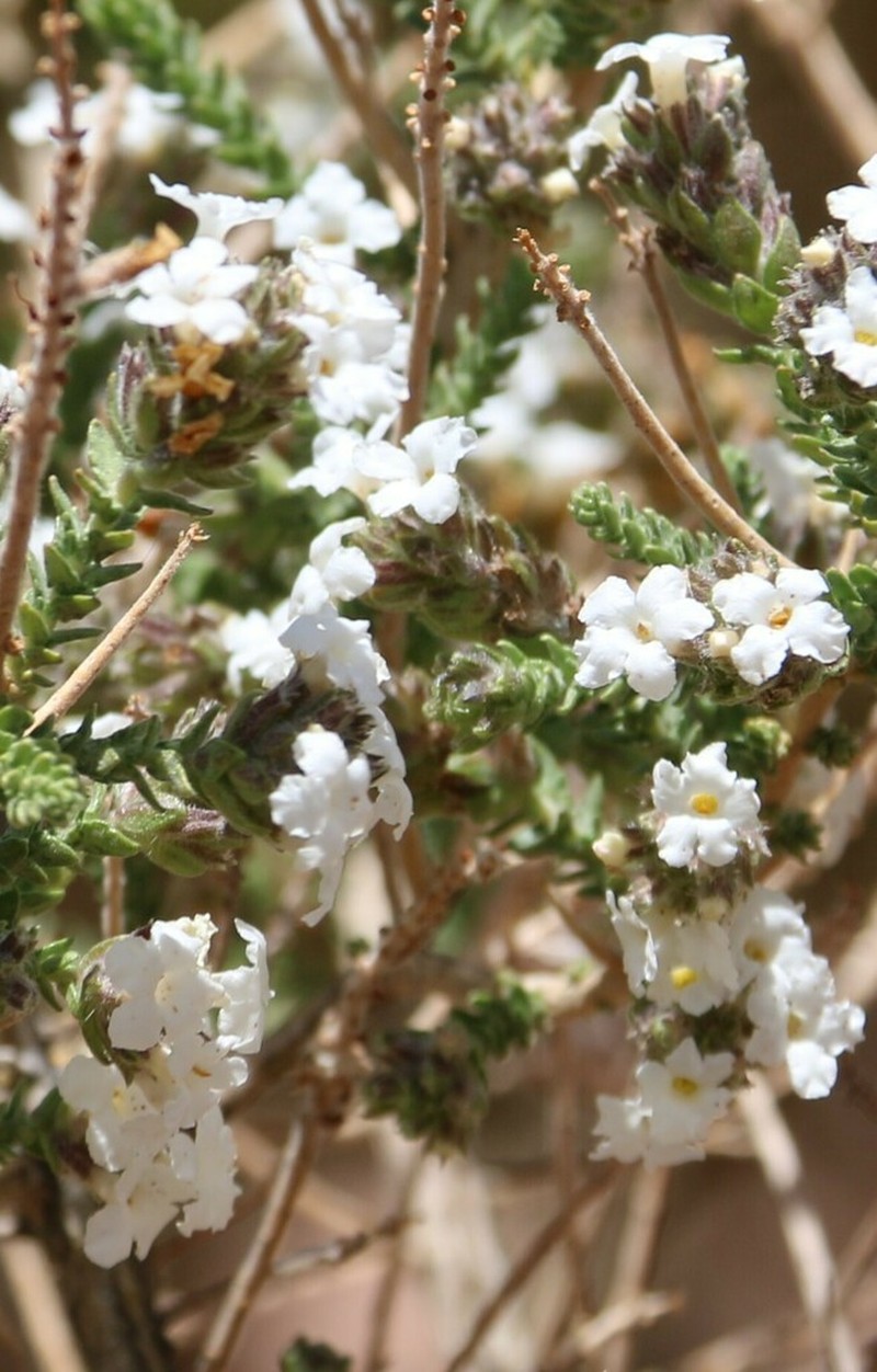 Aloysia salsoloides photo 7
