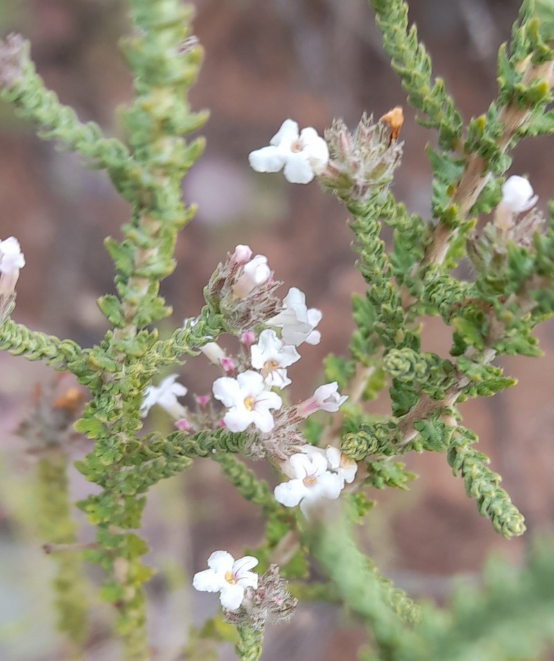 Aloysia salsoloides photo 8