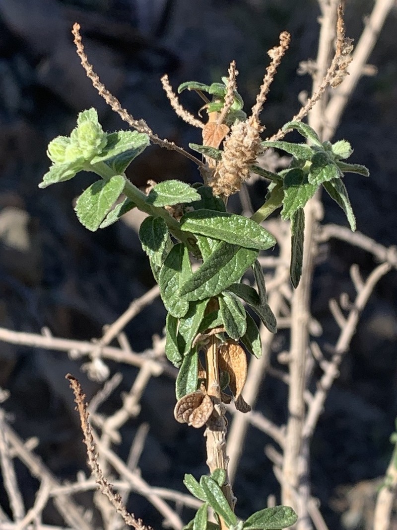 Aloysia salviifolia