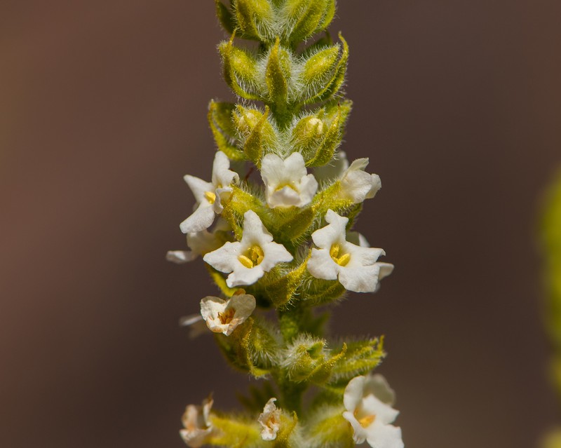 Aloysia salviifolia photo 2