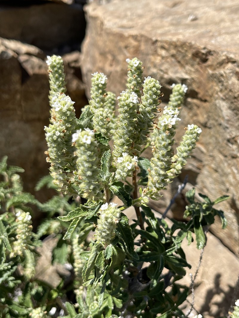 Aloysia salviifolia photo 3