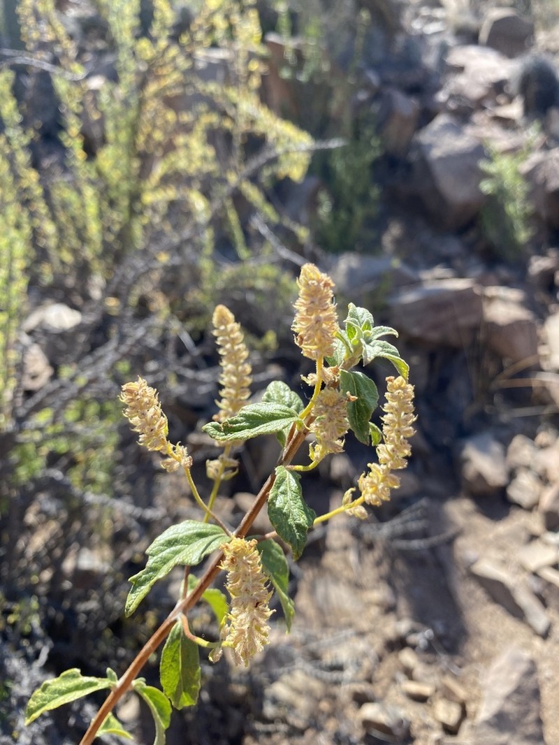 Aloysia salviifolia photo 4
