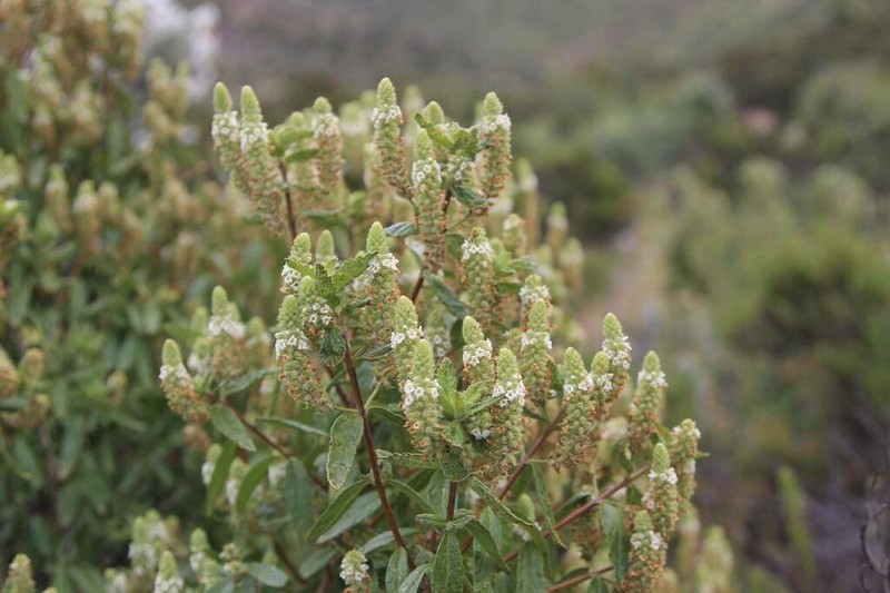 Aloysia salviifolia photo 5