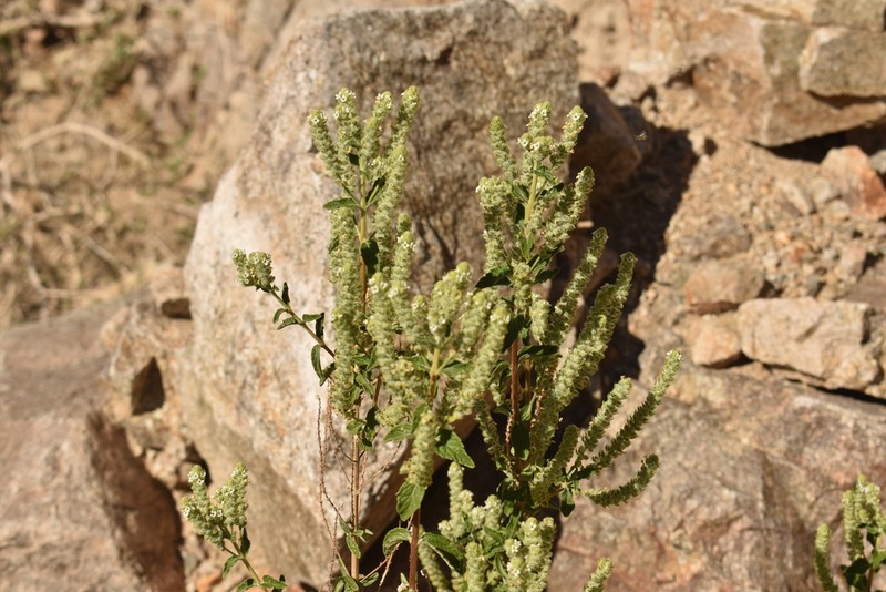 Aloysia salviifolia photo 6