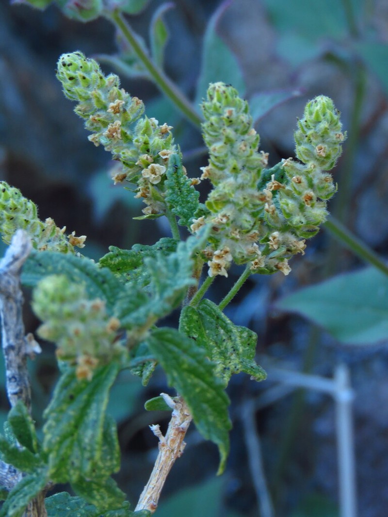 Aloysia salviifolia photo 8