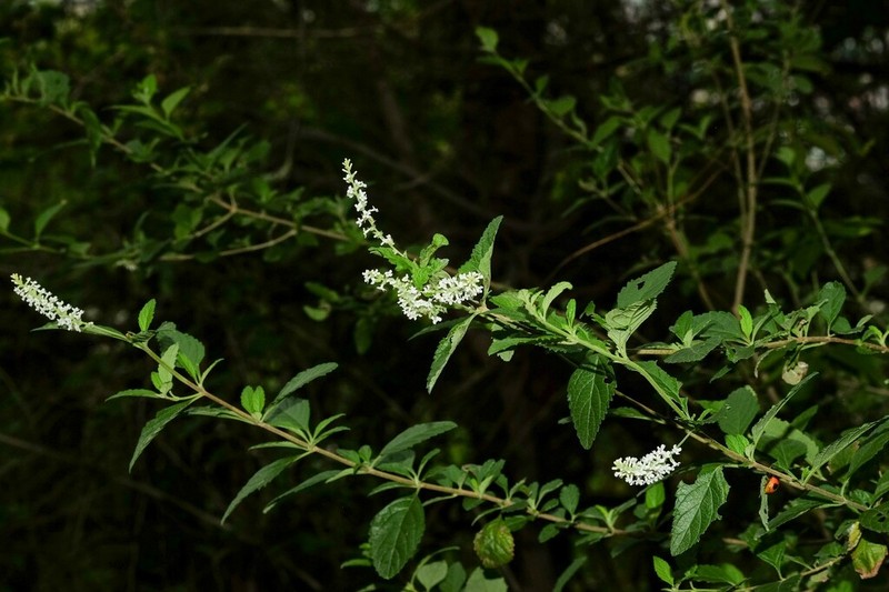 Aloysia schulziana