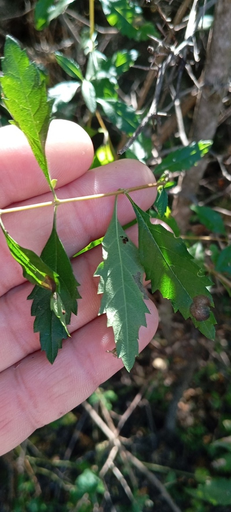 Aloysia schulziana photo 2