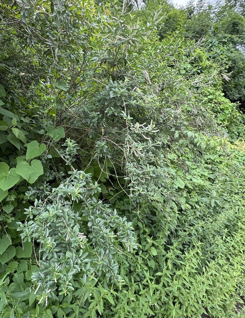 Aloysia schulziana photo 3