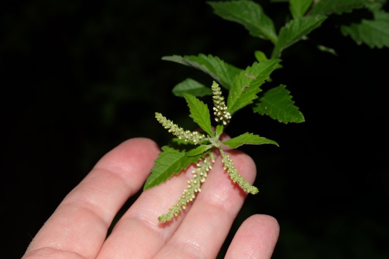 Aloysia schulziana photo 4