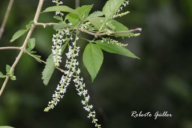 Aloysia schulziana photo 5
