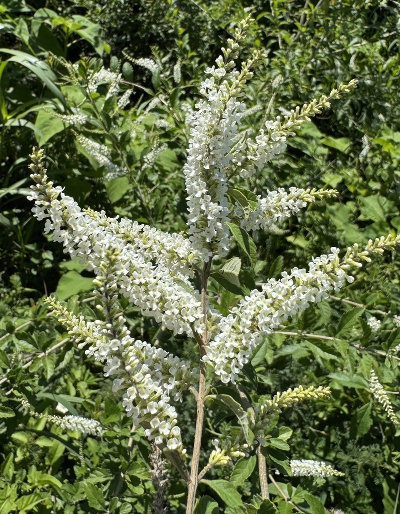 Aloysia schulziana photo 6