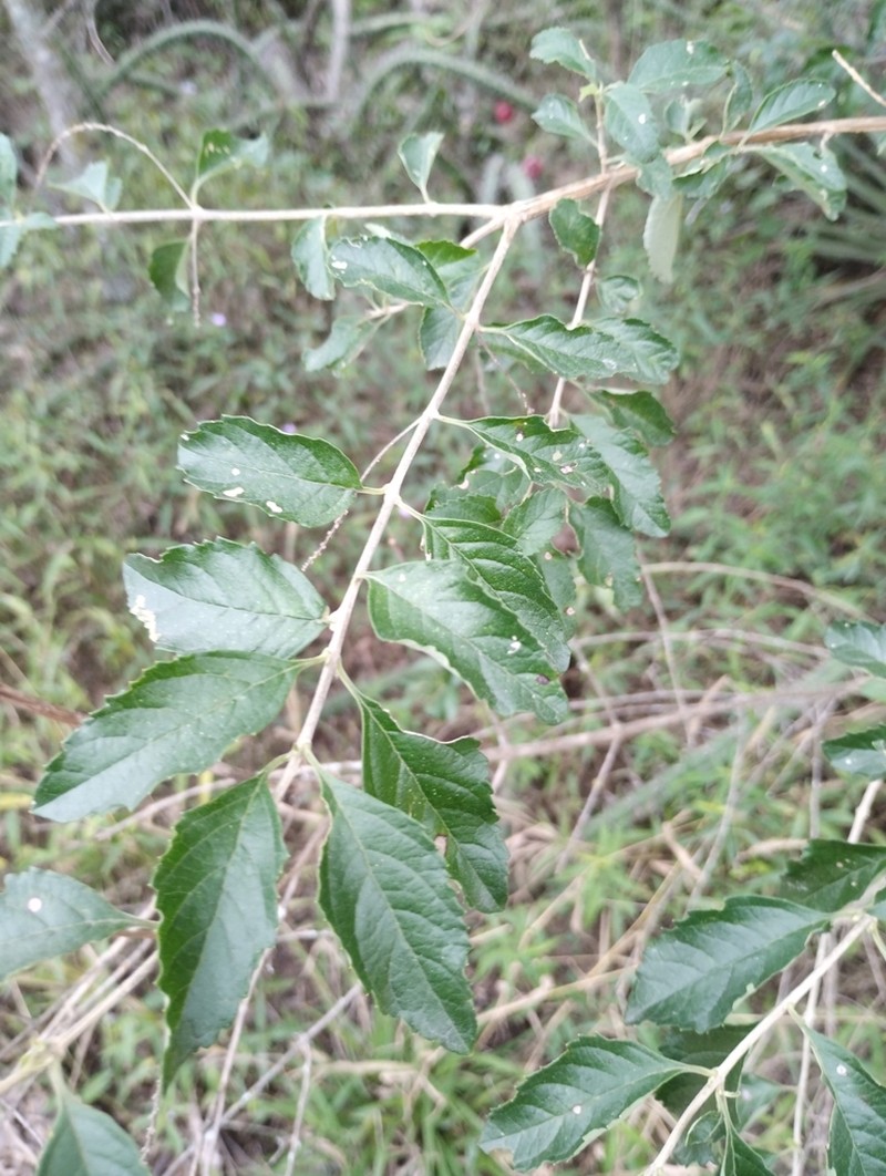 Aloysia schulziana photo 7