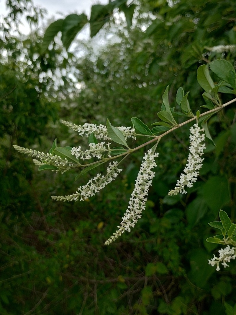 Aloysia schulziana photo 8