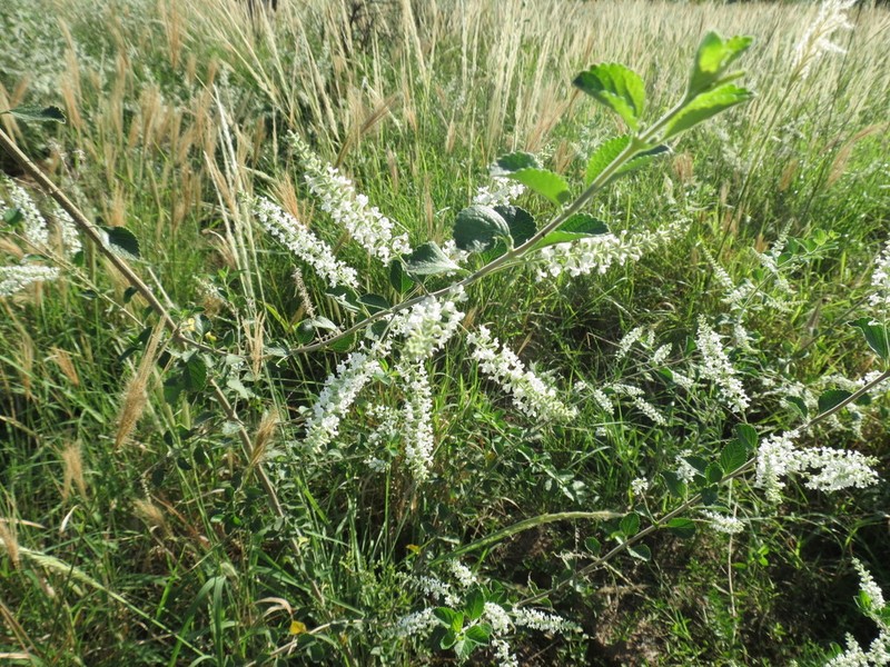 Aloysia scorodonioides