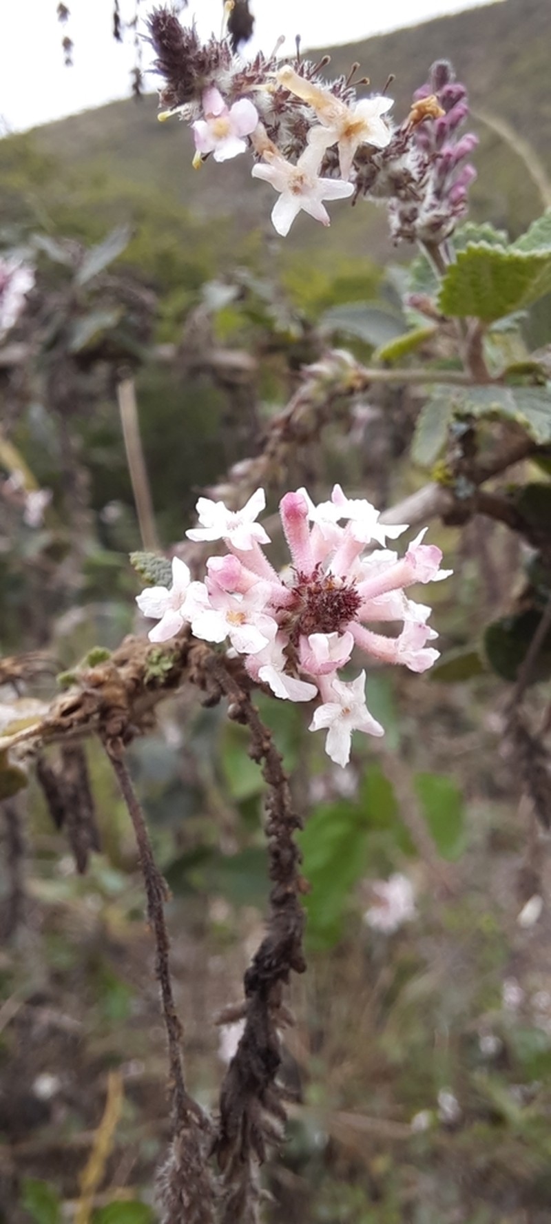 Aloysia scorodonioides photo 2