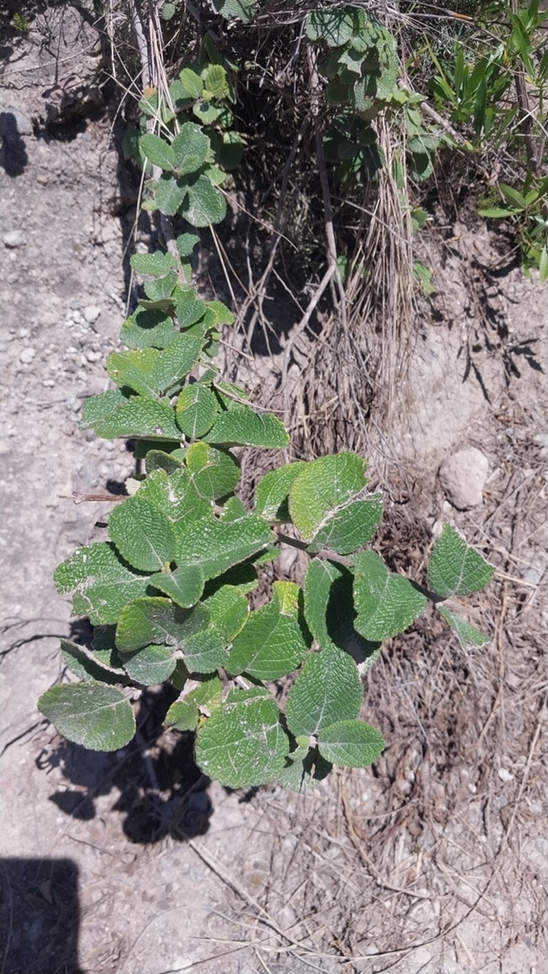 Aloysia scorodonioides photo 3