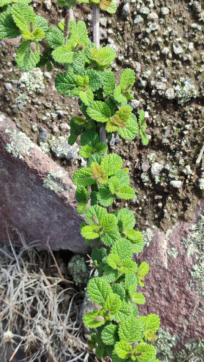 Aloysia scorodonioides photo 4