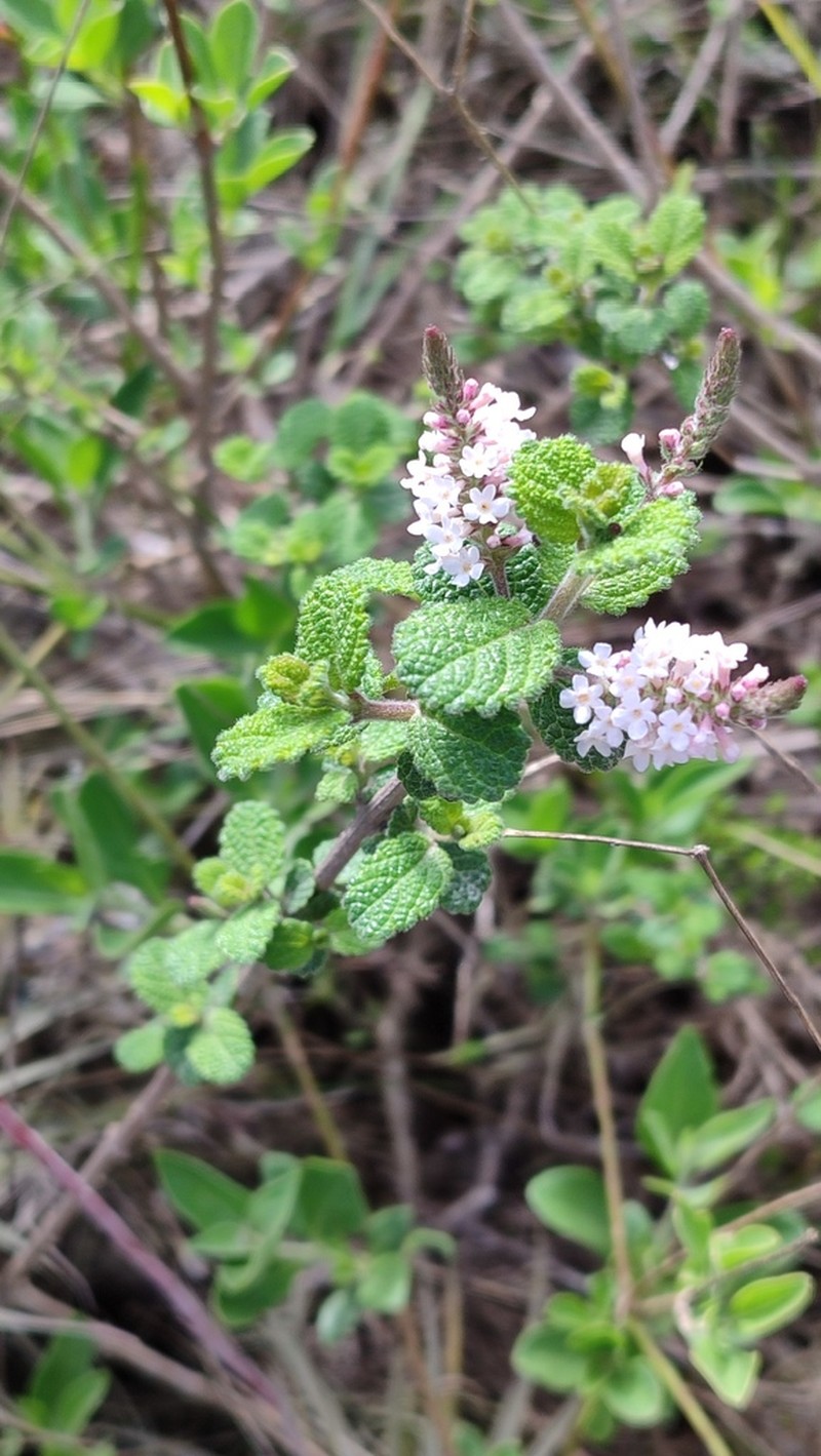 Aloysia scorodonioides photo 5