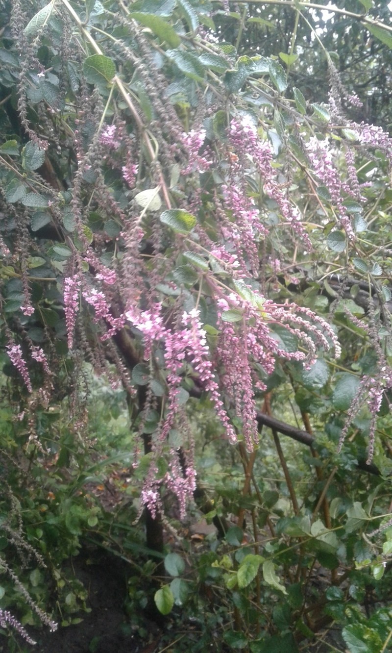 Aloysia scorodonioides photo 6