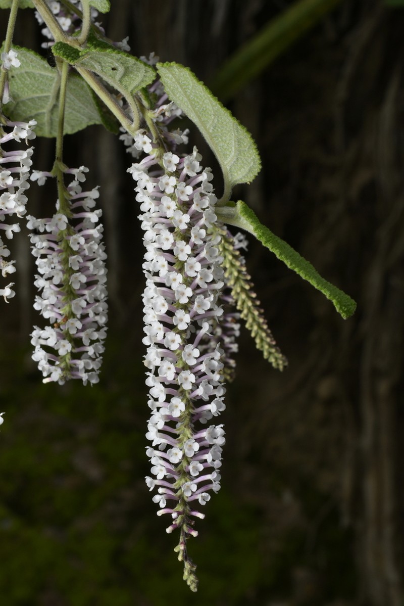 Aloysia scorodonioides photo 7