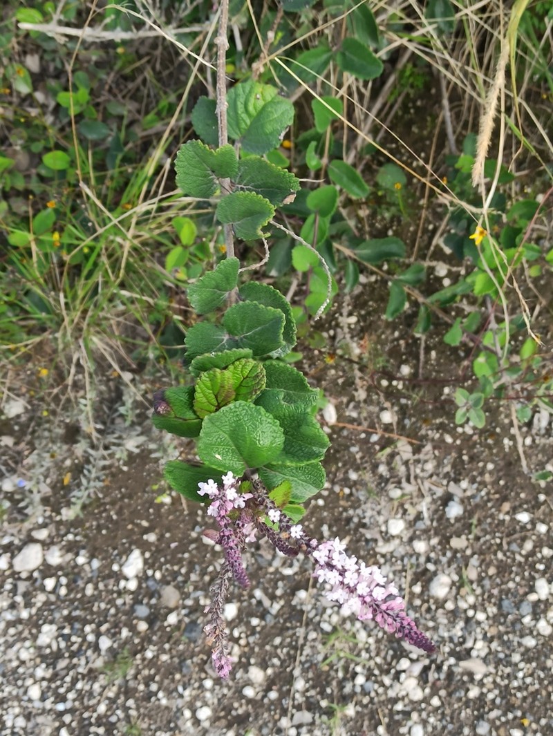 Aloysia scorodonioides photo 8
