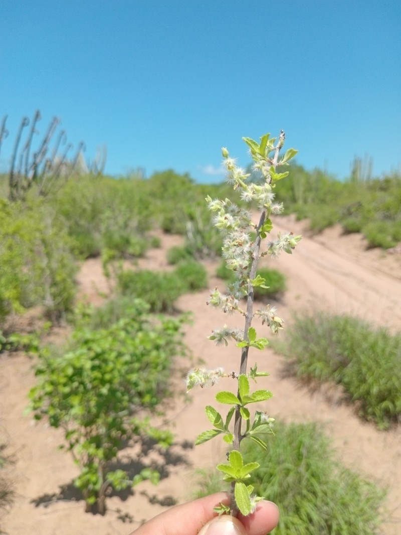 Aloysia sonorensis photo 2
