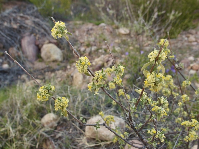 Aloysia sonorensis photo 3