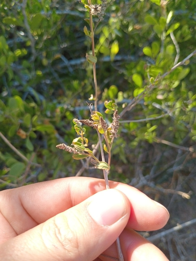 Aloysia sonorensis photo 4