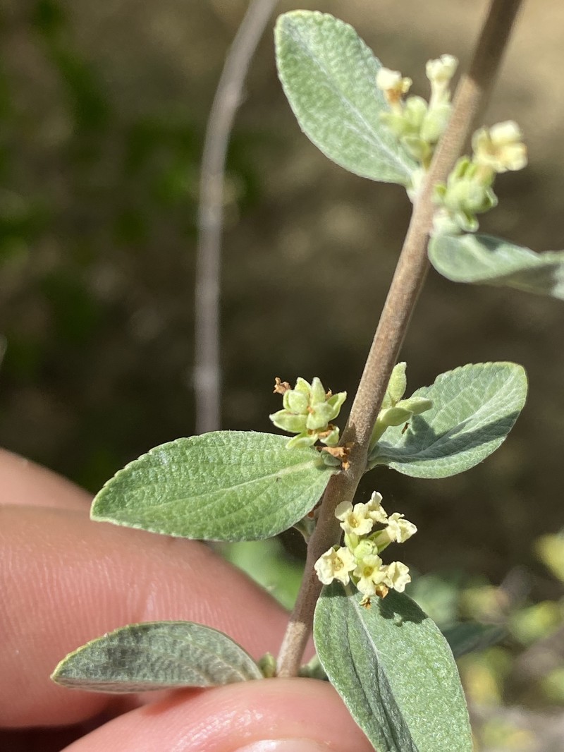 Aloysia sonorensis photo 7
