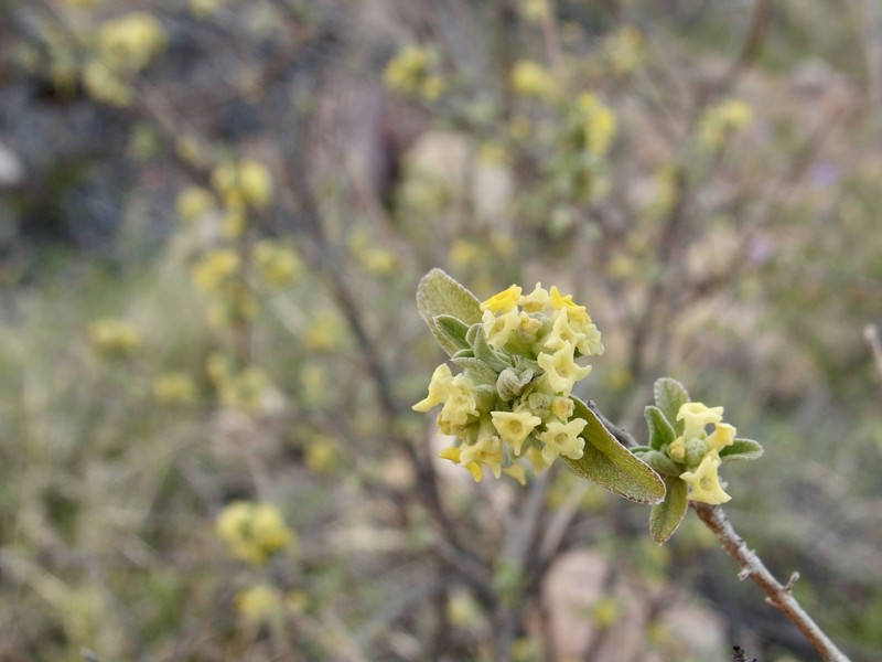Aloysia sonorensis photo 8