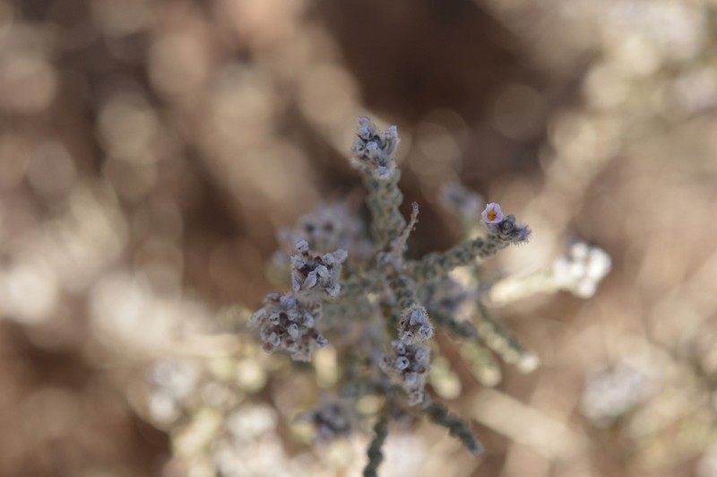 Aloysia tarapacana photo 2