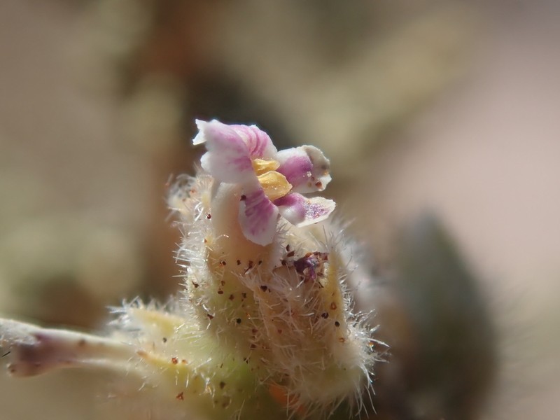 Aloysia tarapacana photo 3