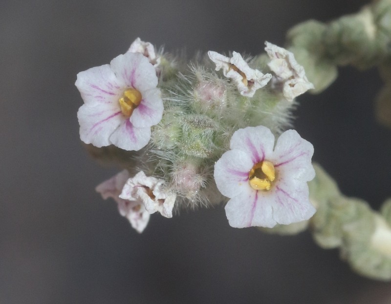 Aloysia tarapacana photo 4