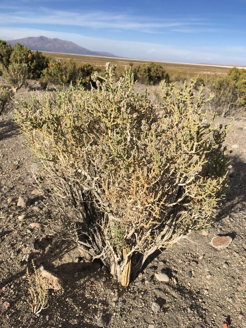 Aloysia tarapacana photo 5