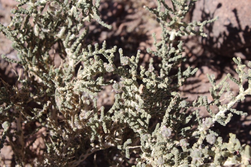 Aloysia tarapacana photo 6